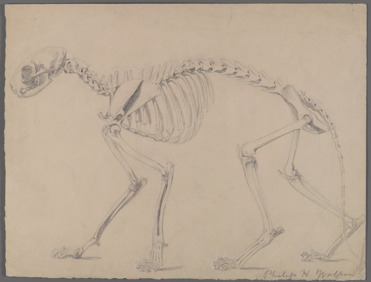 Skelett av en katt (grafit på papper) av Philip H. Wolfrom