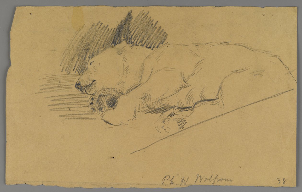 Sovande isbjörn (grafit på papper) av Philip H. Wolfrom