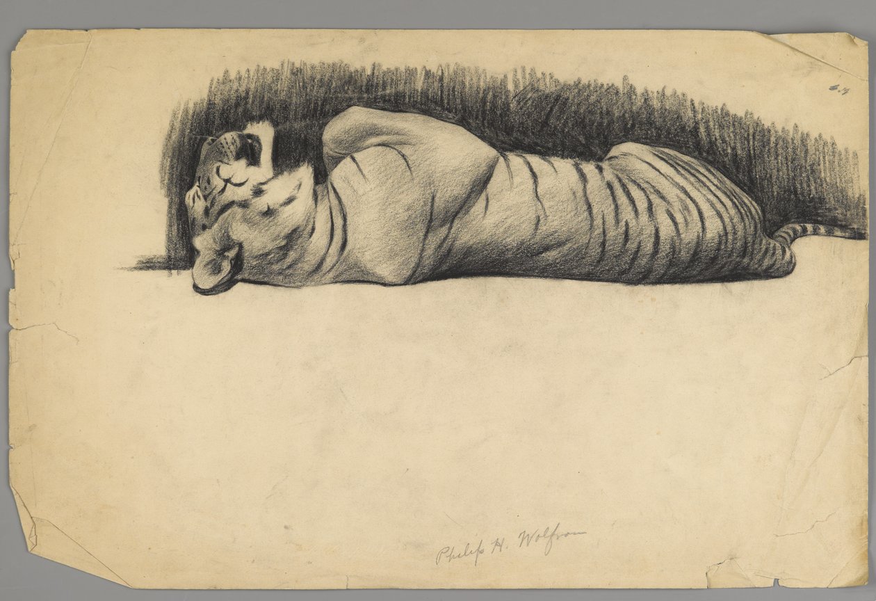 Sovande tiger (kol på papper) av Philip H. Wolfrom