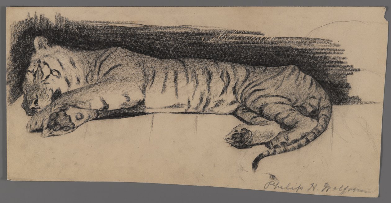Sovande tiger (kol på papper) av Philip H. Wolfrom