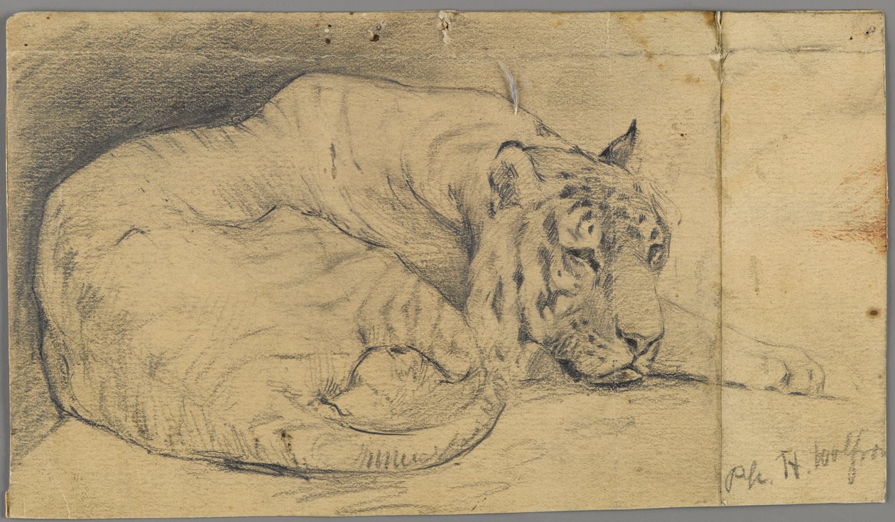 Sovande tiger (grafit på papper) av Philip H. Wolfrom