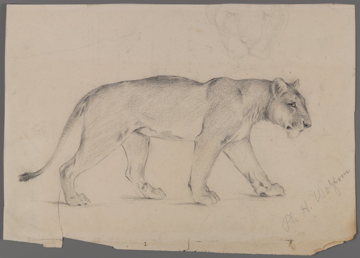 Striding lejoninna (grafit på papper) av Philip H. Wolfrom