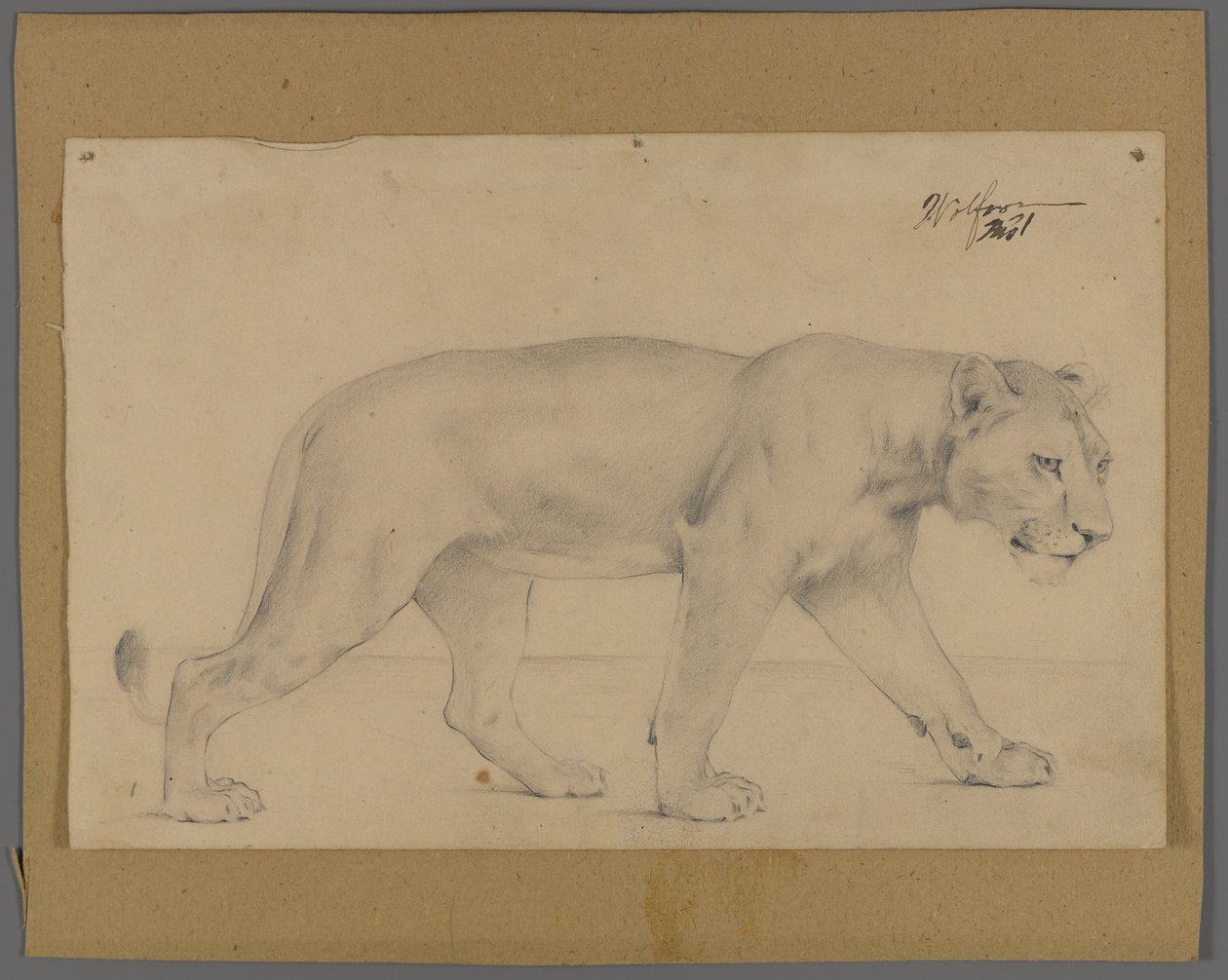 Striding lejoninna (grafit på papper monterad på kartong) av Philip H. Wolfrom