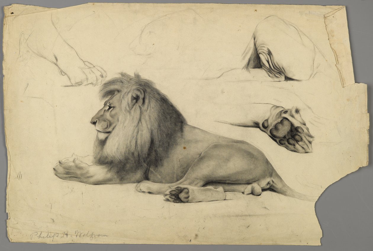 Studier av ett lejon (grafit och träkol på papper) av Philip H. Wolfrom