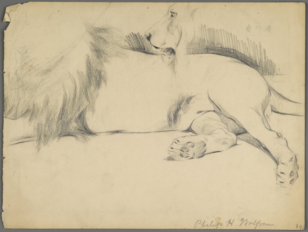 Studier av ett lejon (grafit på papper) av Philip H. Wolfrom