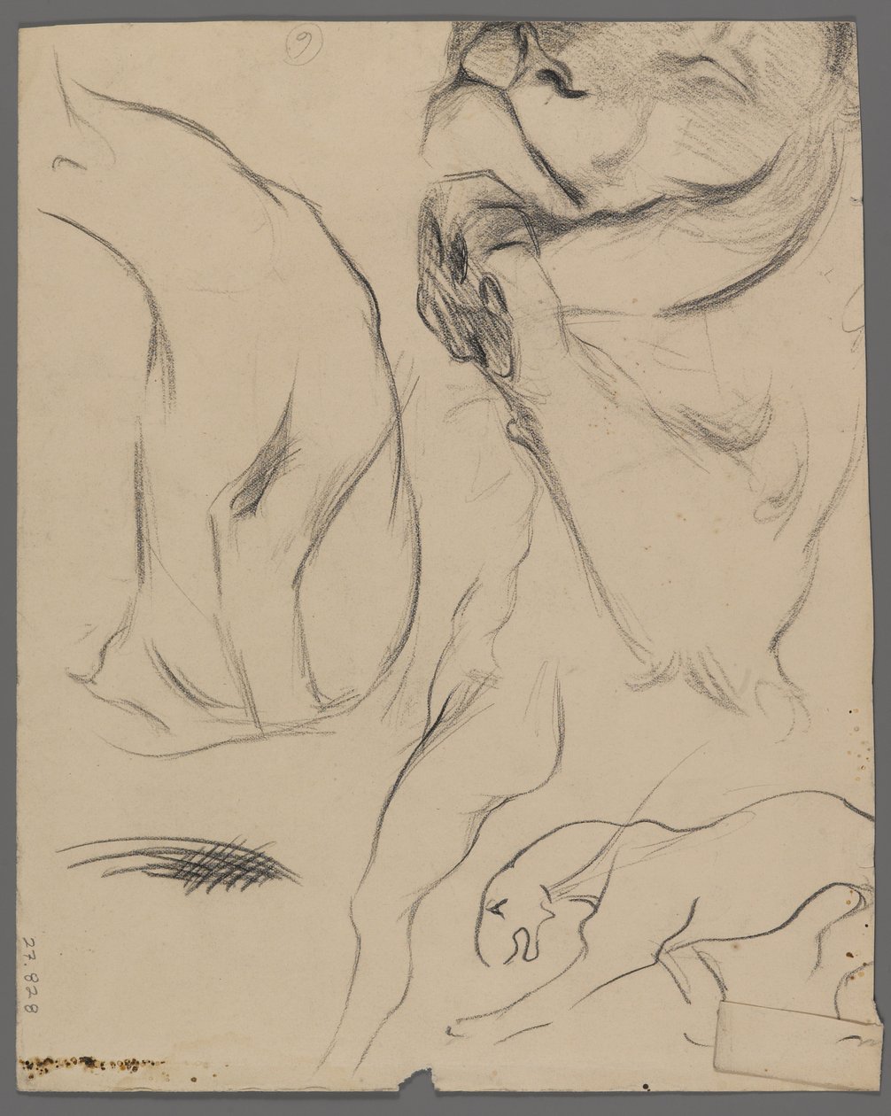 Studier av ett lejon (grafit på papper) av Philip H. Wolfrom