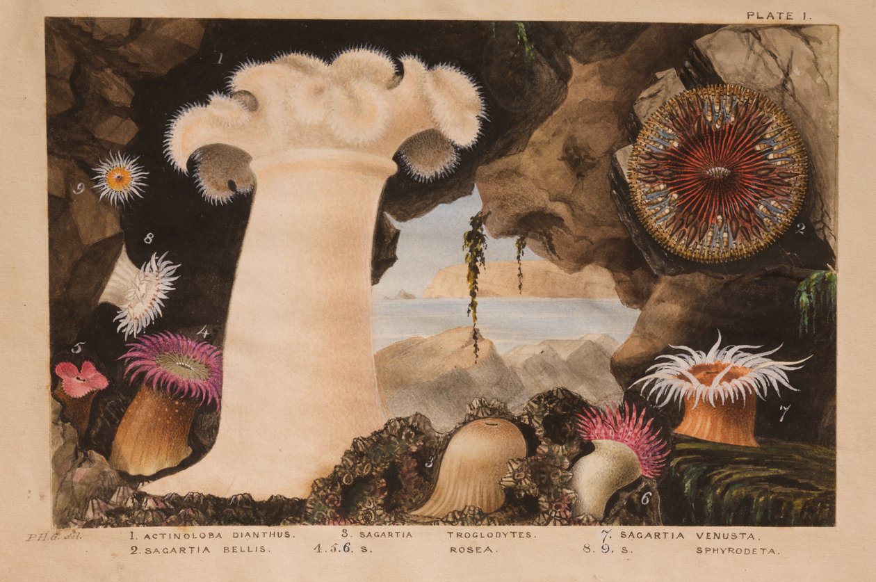 Platta I, studie för "Actinologia Britannica": A History of the British Sea Anemones and Corals", ca 1858-60 (grafit, wc och gouache på papper). av Philip Henry Gosse