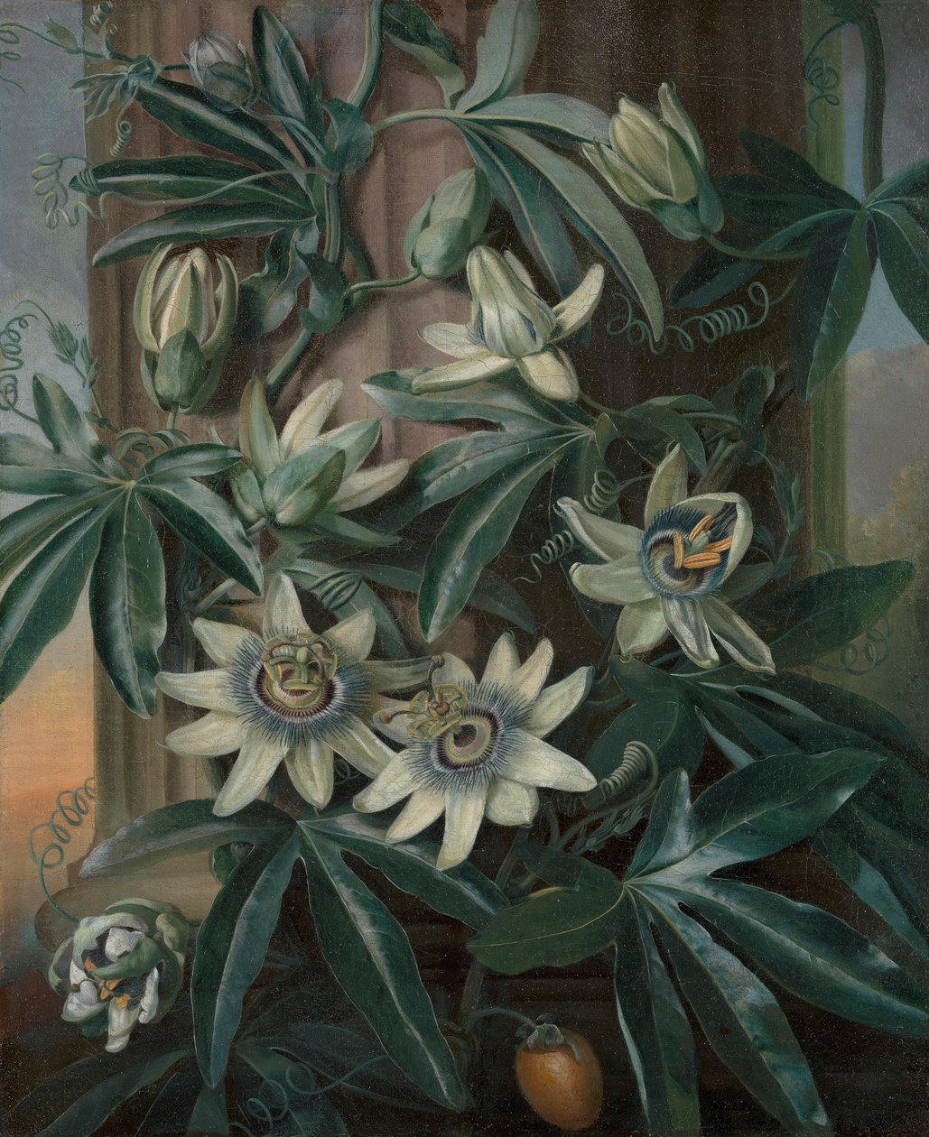 The Blue Passion Flower, för Robert John Thorntons Temple of Flora (London, 1799–1812) av Philip Reinagle