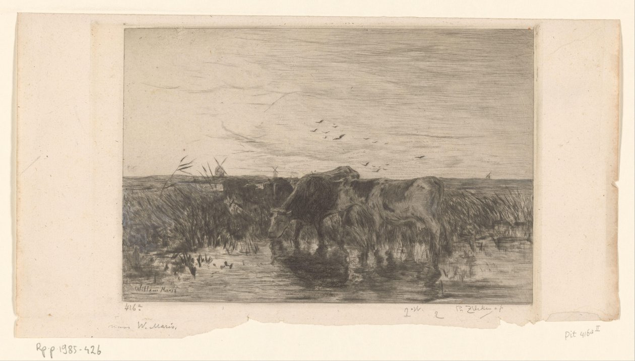 Kor nära vatten på en äng Vaches au bord de l