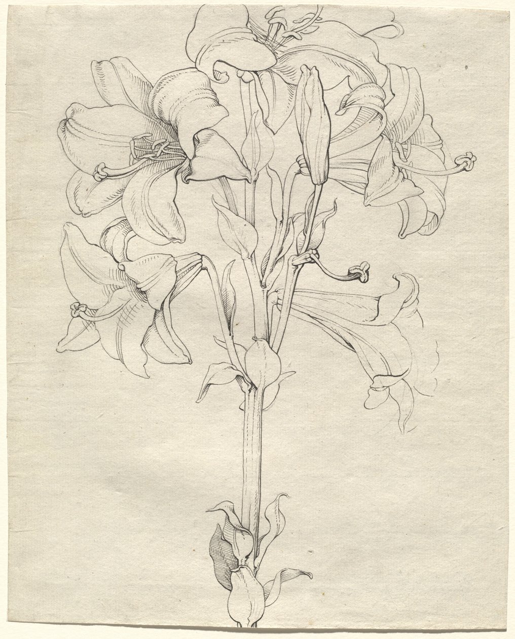 En stjälk av liljor med sex blommor av Philipp Otto Runge
