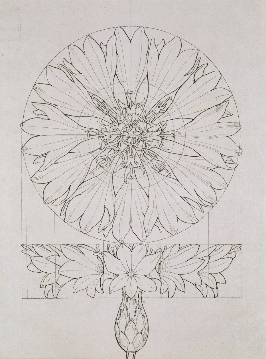 Study for a Cornflower, 1808 (penna och bläck på papper) av Philipp Otto Runge