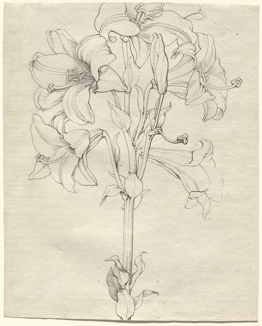 En stjälk av liljor med sex blommor av Philipp Otto Runge