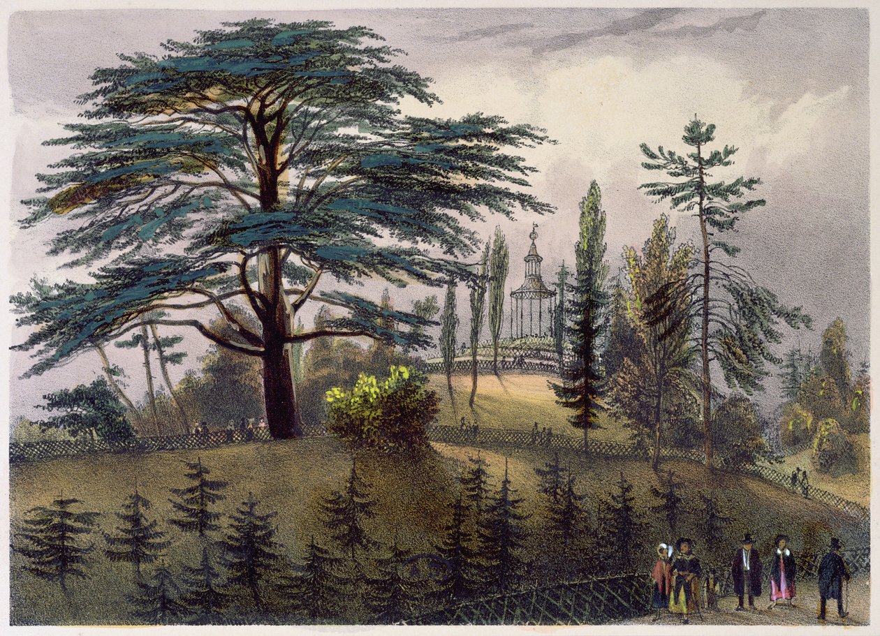 Libanons ceder och labyrinten vid Jardin des Plantes, Paris av Philippe Benoist