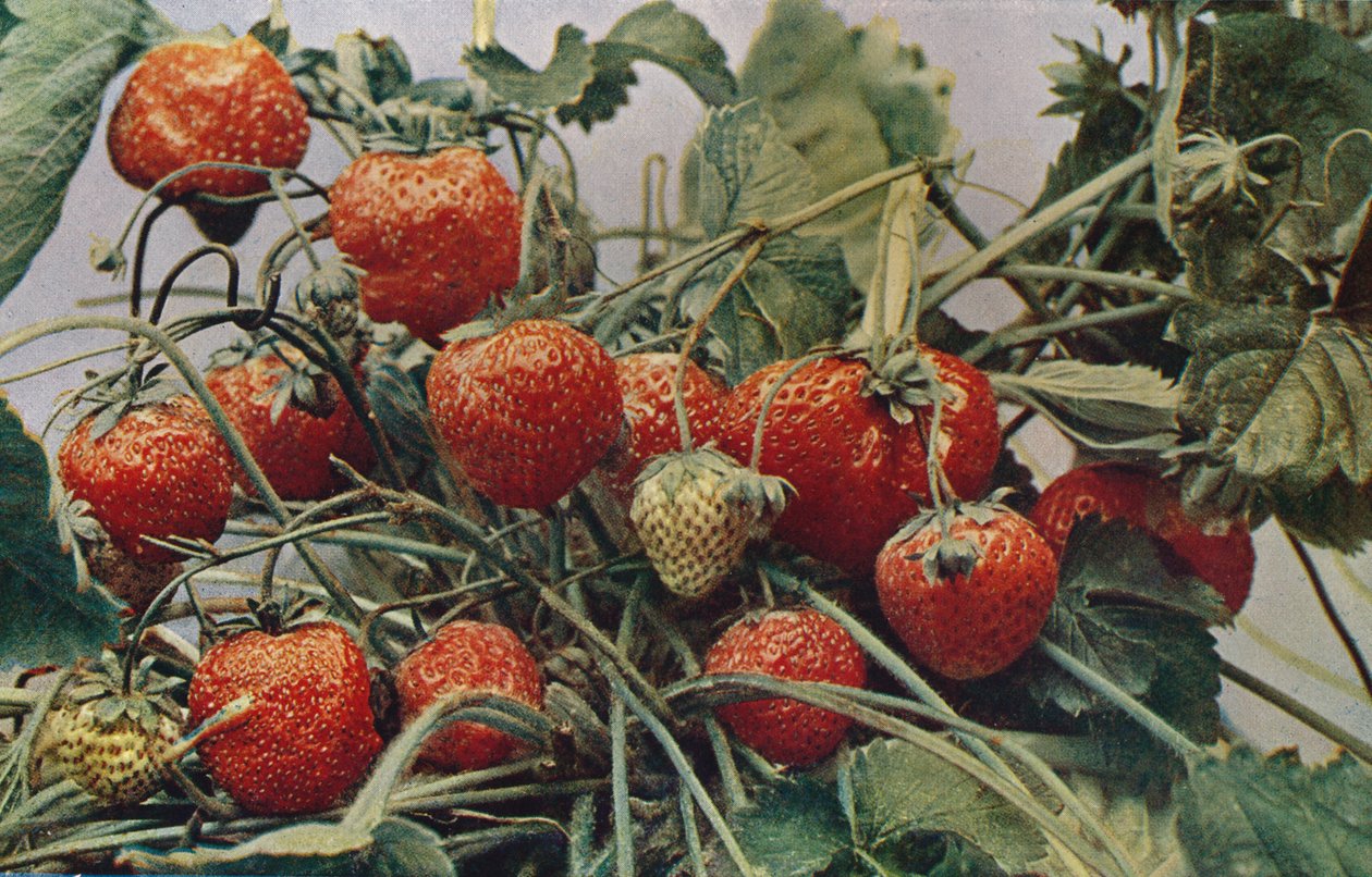 Jordgubbar - John Kidd & Co. Ltd., 1910 av Photochrom Co Ltd of London