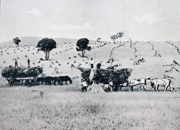 Harvesting, New South Wales, c.1900, från `Under the Southern Cross - Glimpses of Australia