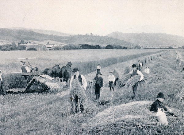 Reaping wheat, Tasmania, c.1900, från `Under the Southern Cross - Glimpses of Australia