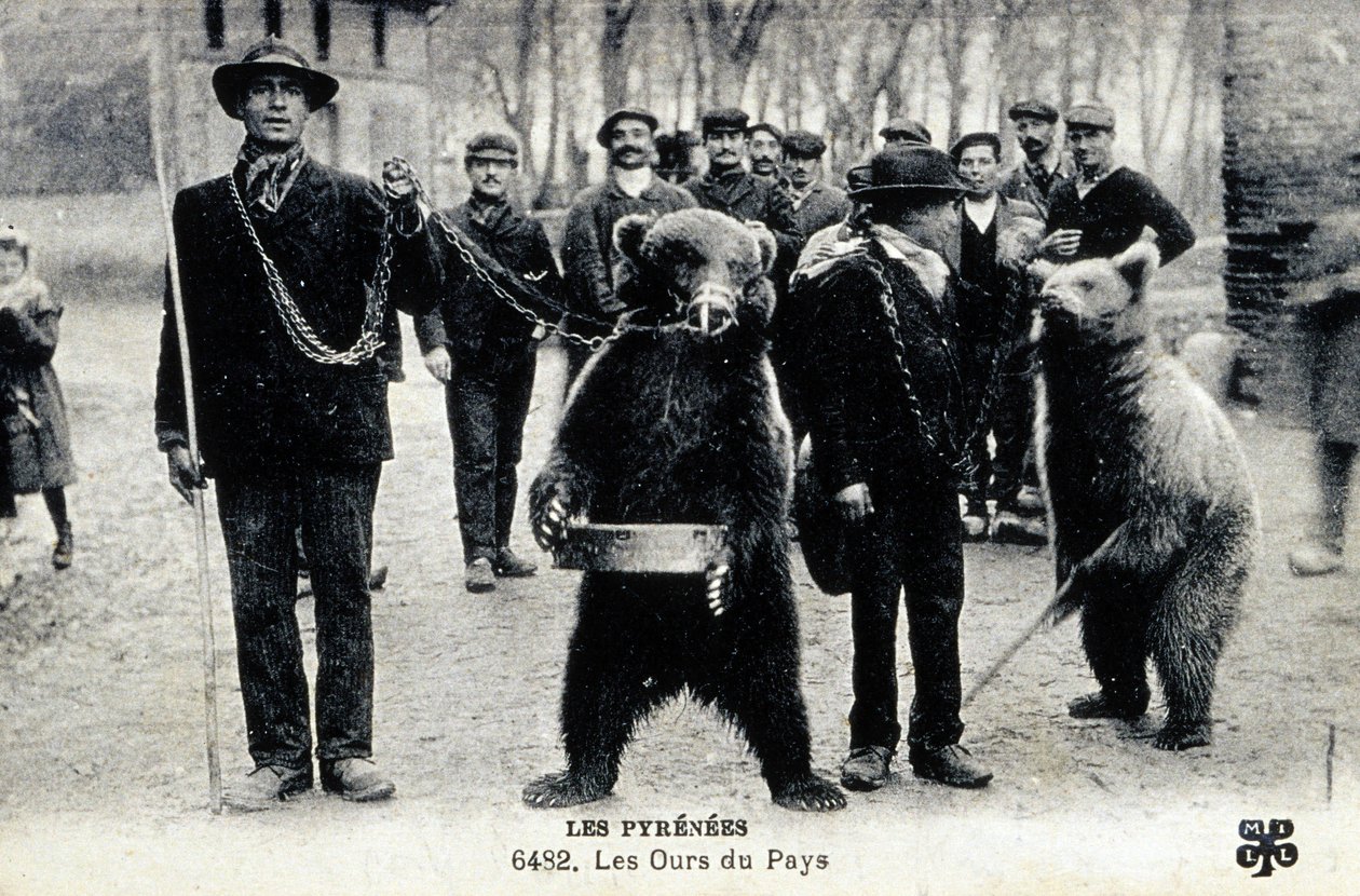 Björnskådespel i Pyrenéerna, ca 1900 (svartvitt foto) av Photographer French