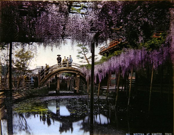 Wisteria i en trädgård i Kameido, ca 1900 (färgfoto) av Photographer Japanese