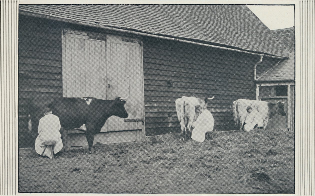 Mjölkande kor, 1910 av Pictorial Agency