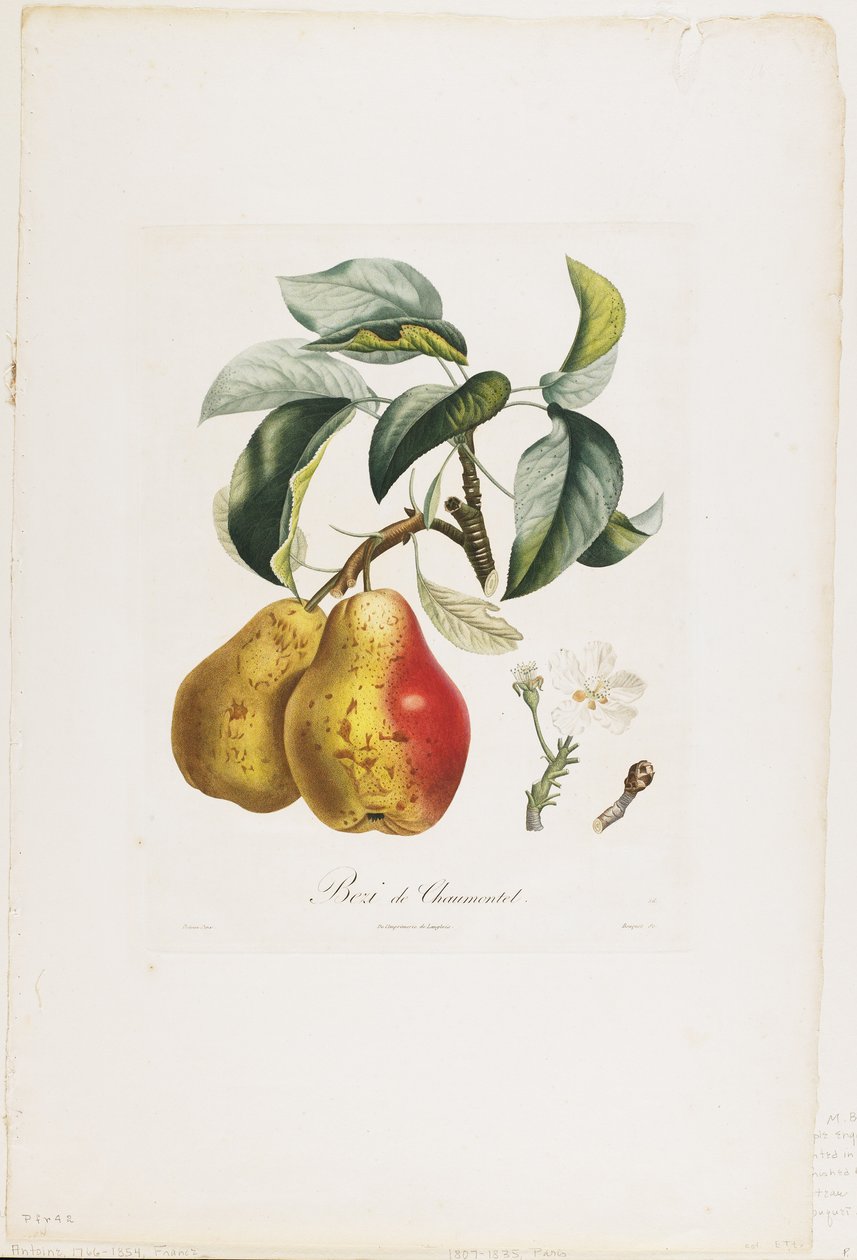 Bezi de Chaumontel (Päron), från Traite des Arbres Fruitiers, 1807-35 (handfärgad sticklinggravyr) av Pierre Antoine Poiteau
