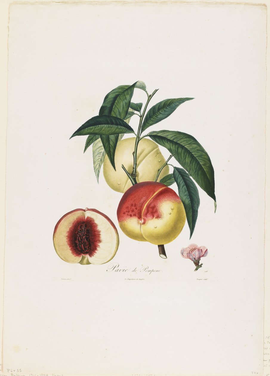 Pavie de Pompone. (Persikor), från Traite des Arbres Fruitiers, 1807-35 (handkolorerat stickat gravyr) av Pierre Antoine Poiteau