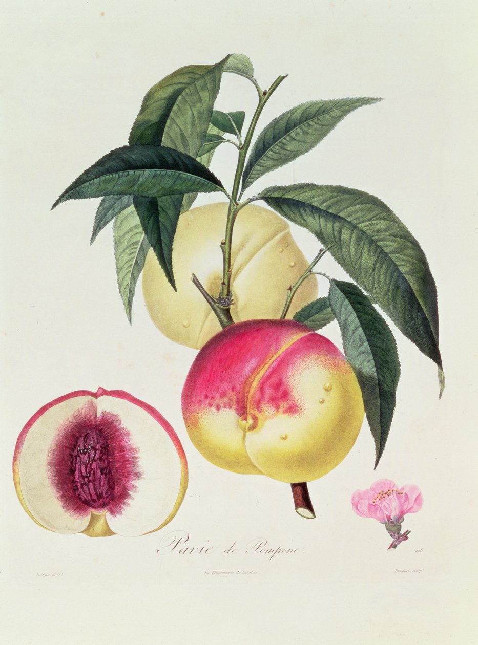 Pavie de Pompone, graverad av Bouquet av Pierre Antoine Poiteau