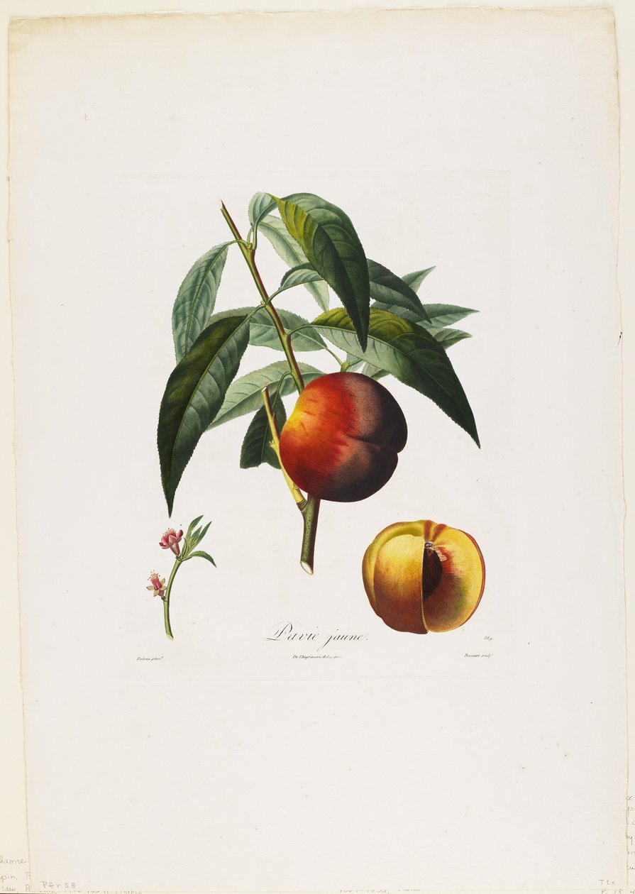 Gul pavia. (Peaches), från Traite des Arbres Fruitiers, 1807-35 (handfärgad stipplegravyr) av Pierre Antoine Poiteau