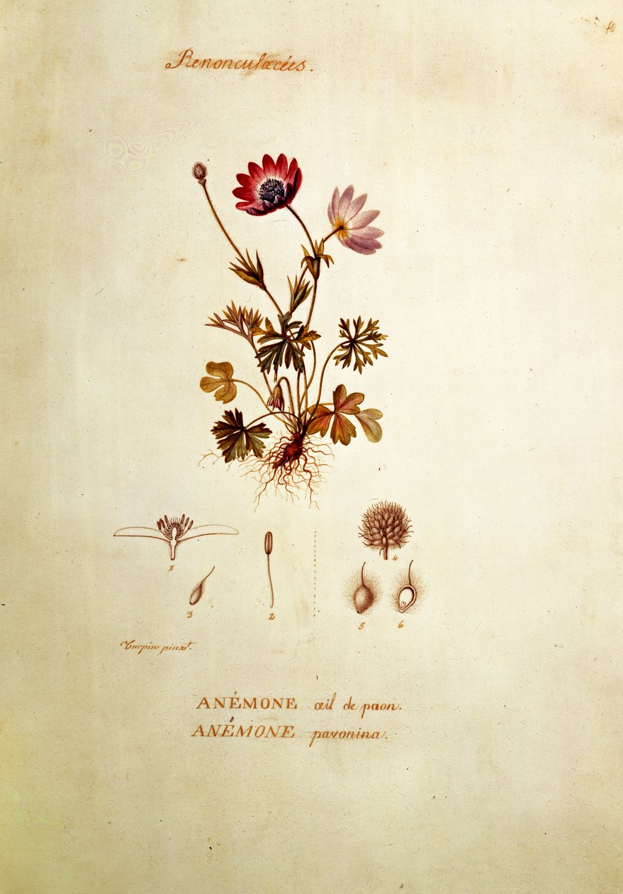 Anemon av Pierre Jean Francois Turpin