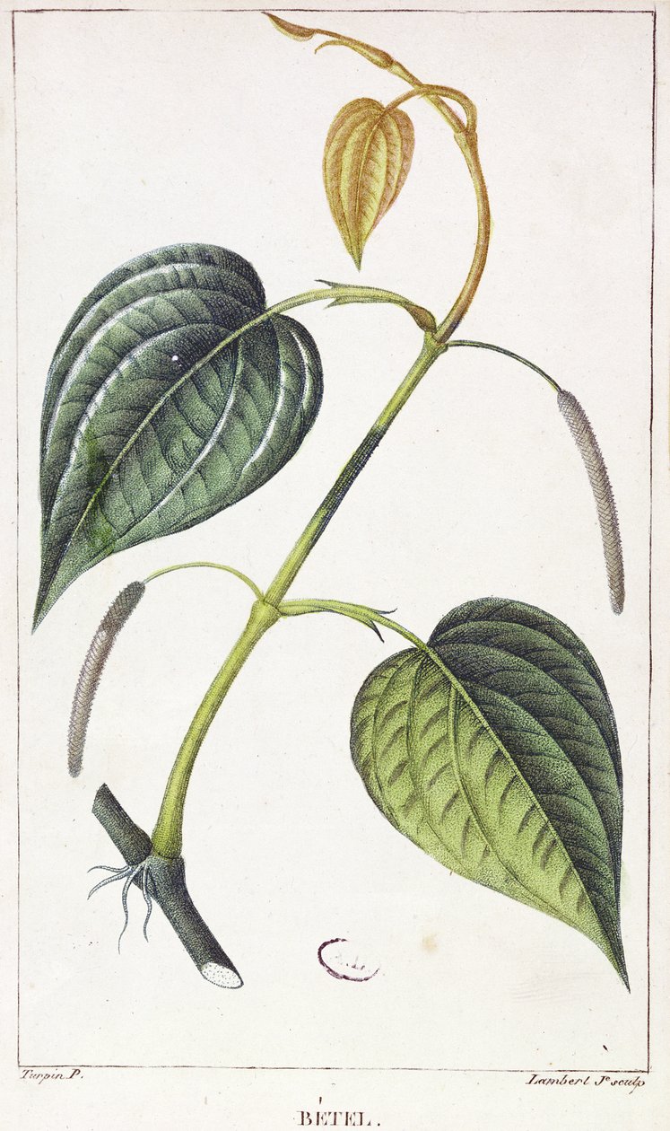 Betel, botanisk platta, ca 1810 av Pierre Jean Francois Turpin
