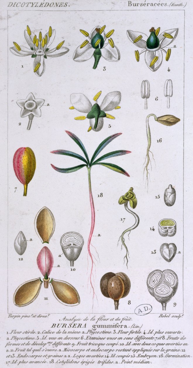 Bursera Gummifera, graverad av Rebel c.1810-20 (färgstick) av Pierre Jean Francois Turpin