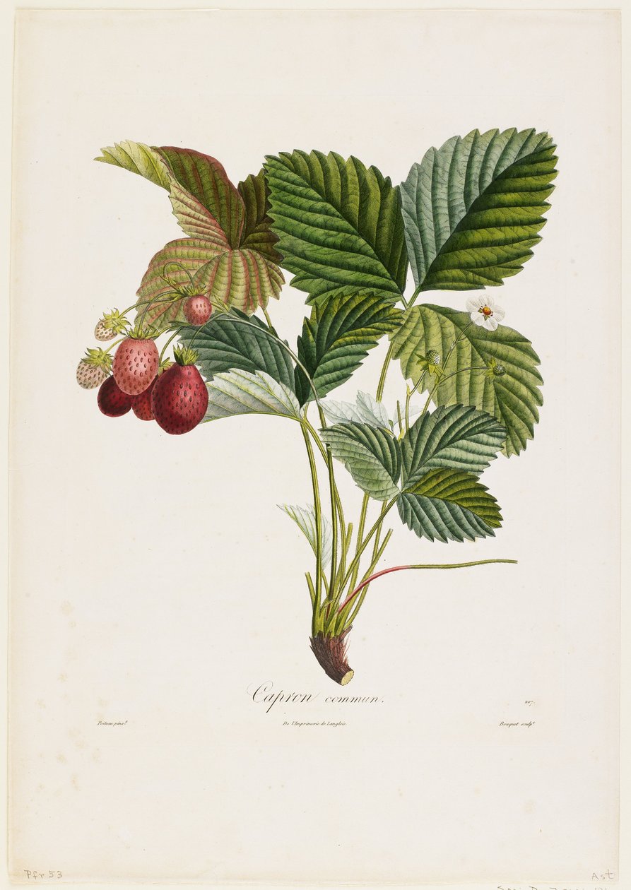 Vanlig Capron. (Jordgubbar), från Traite des Arbres Fruitiers, 1807-35 (handfärgad sticklinggravyr) av Pierre Jean Francois Turpin
