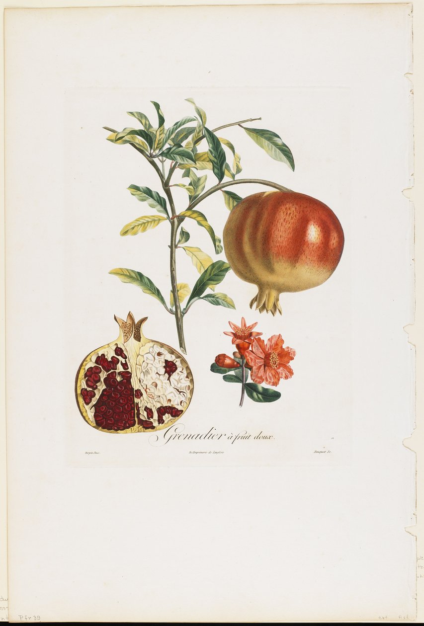 Grenadier a fruit doux, från Traite des Arbres Fruitiers, 1807-35 (handkolorerat stickgrafit) av Pierre Jean Francois Turpin