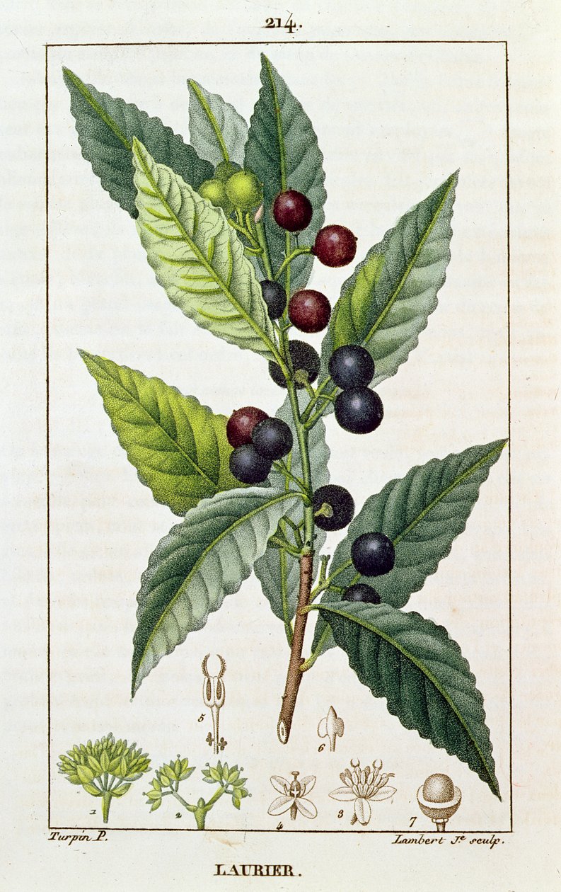 Laurel, botanisk platta, ca 1810 av Pierre Jean Francois Turpin