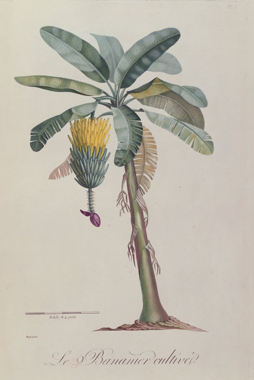 Bananträdet, från "Flore des Antilles" av François Richard de Tussac, 1808 av Pierre Jean Francois Turpin