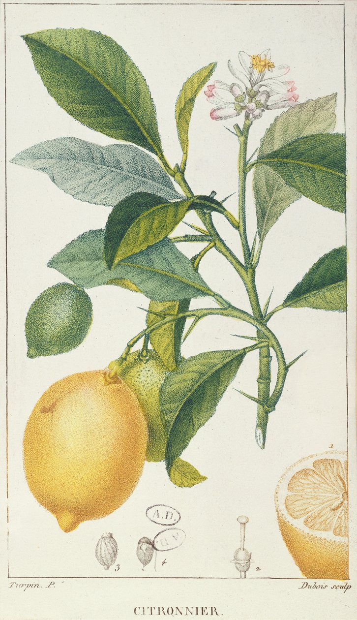 Citronträdet, graverat av Dubois, c.1820 av Pierre Jean Francois Turpin