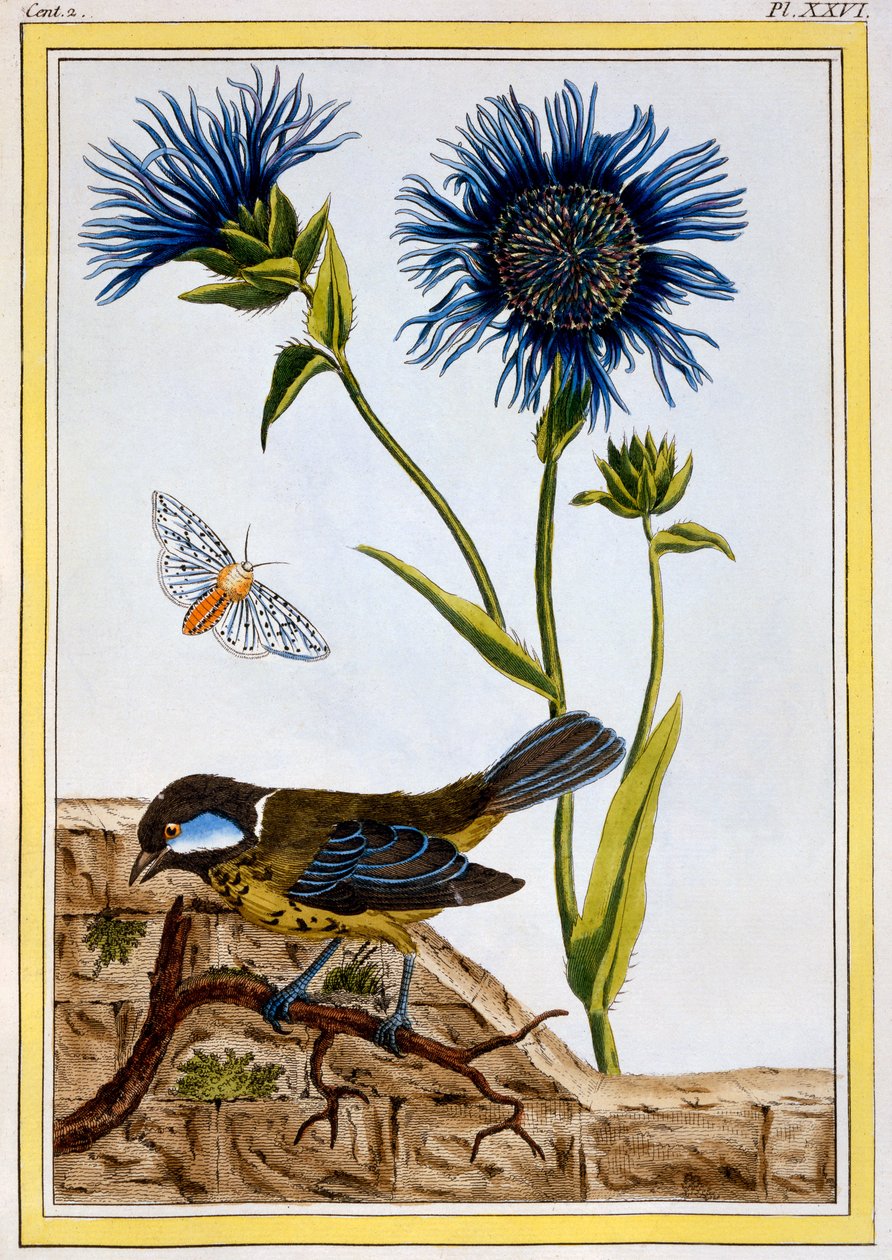 Blåklint, ca 1766 (handfärgad gravyr) av Pierre Joseph Buchoz