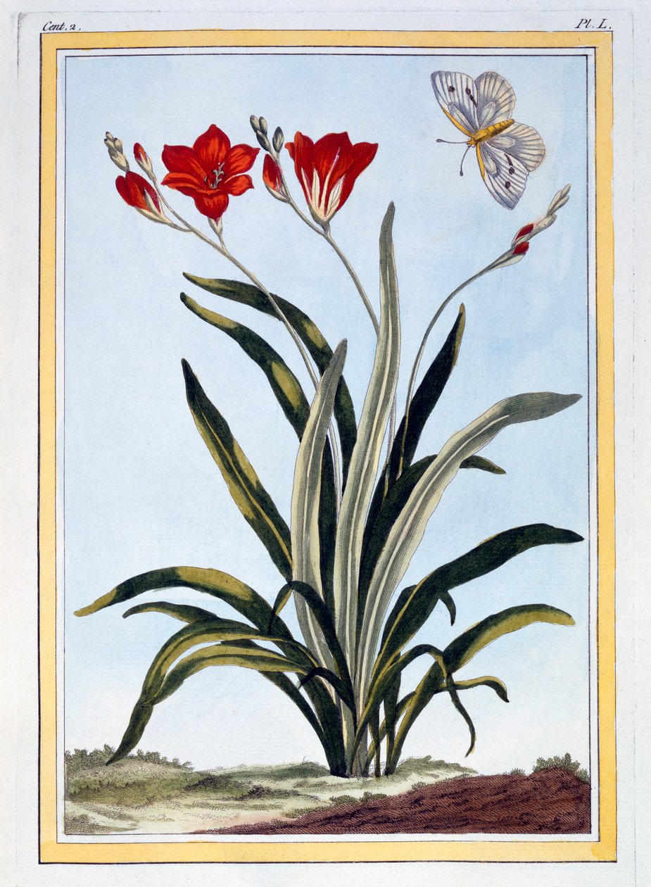 Cornlily, ca 1766 (handkolorerad gravyr) av Pierre Joseph Buchoz