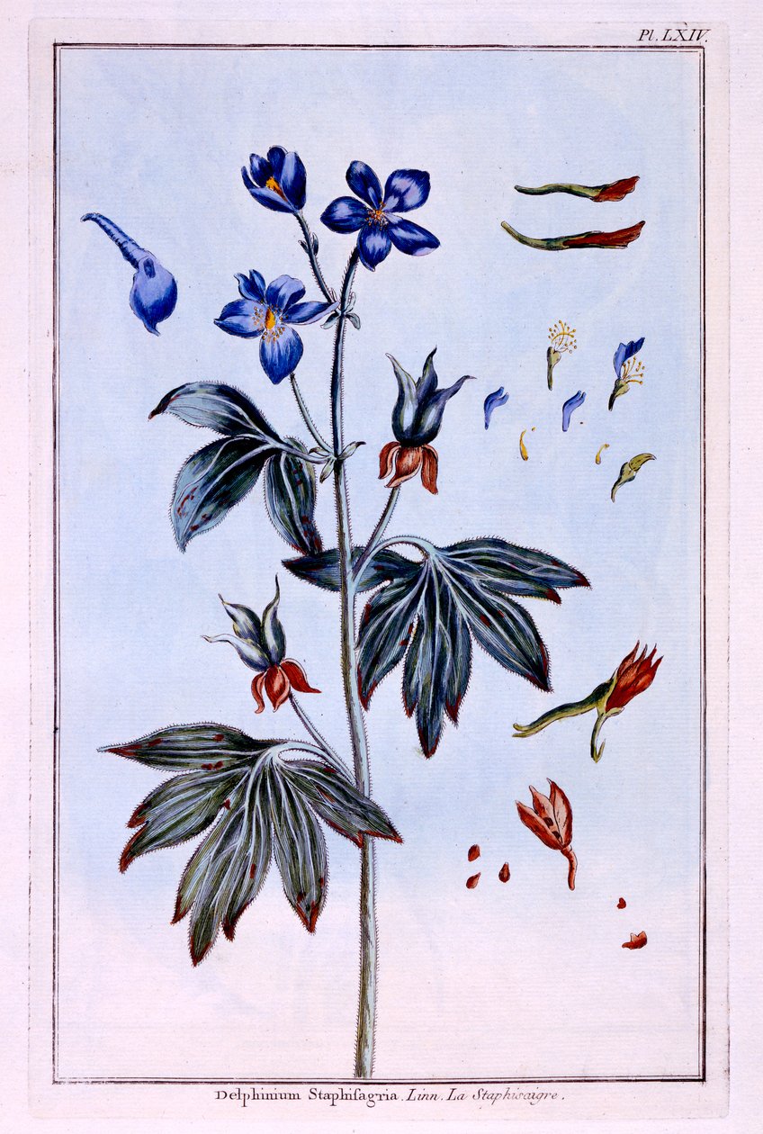Riddarsporre av Pierre-Joseph Buchoz