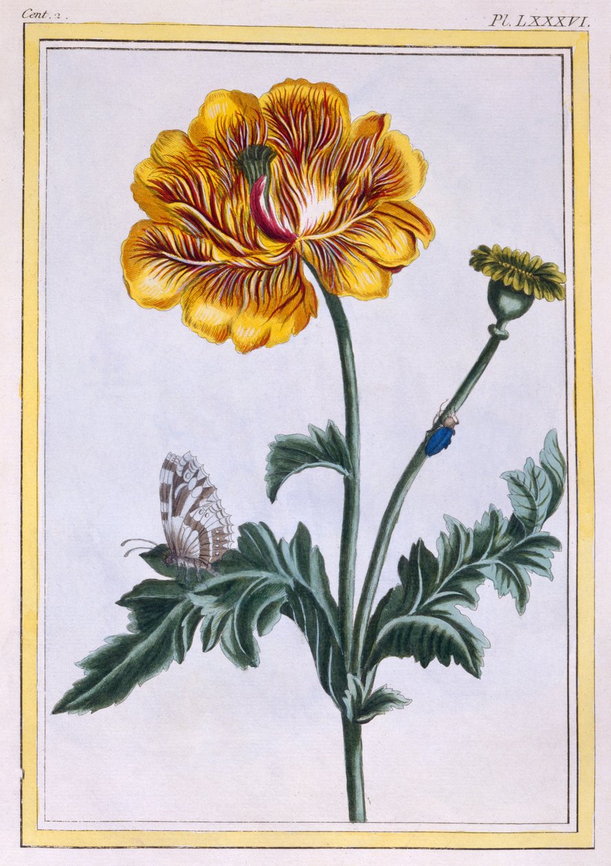Dubbel krypande smörblomma, Ranunculus repens Var: Pleniflorus, c.1776 (handkolorerad gravyr) av Pierre Joseph Buchoz