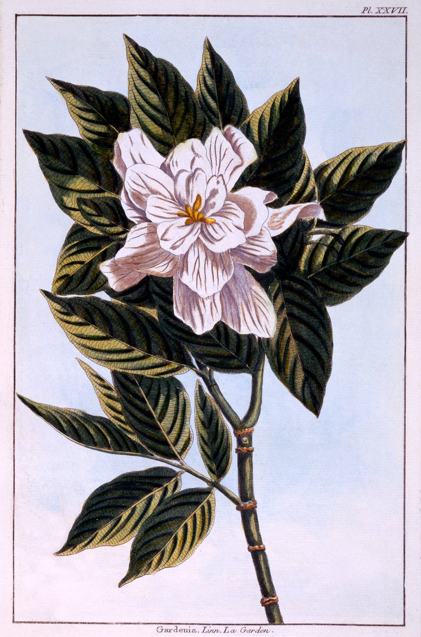 Gardenia G. augusta, illustration från 