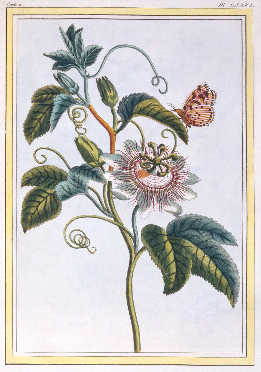 La Grenadille eller Le Maracot (blå passionsblomma), ca 1766 (handkolorerat gravyr) av Pierre Joseph Buchoz