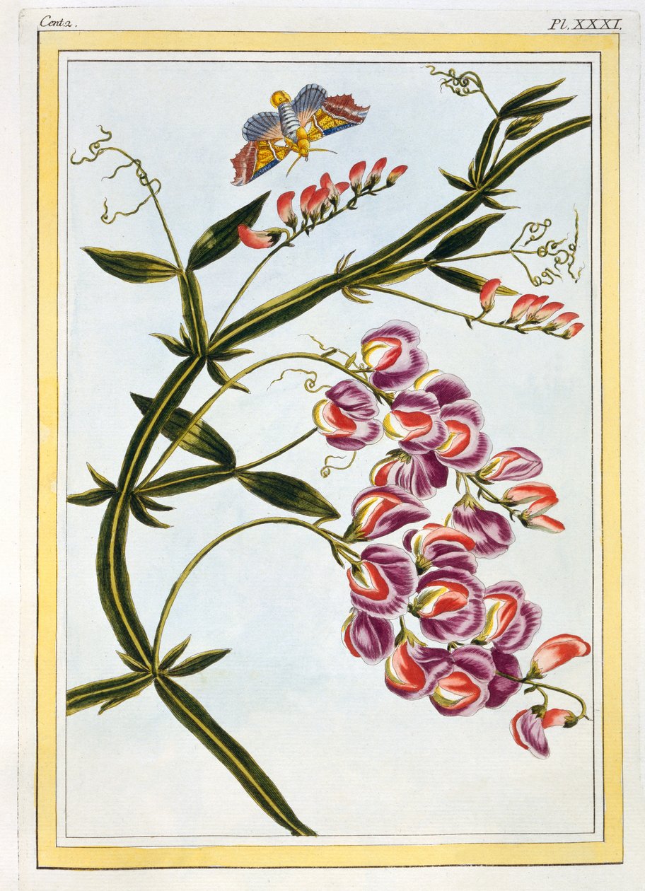 Le Grand Lathyre (Everlasting Sweet Pea), c.1776 (handfärgad gravyr) av Pierre Joseph Buchoz