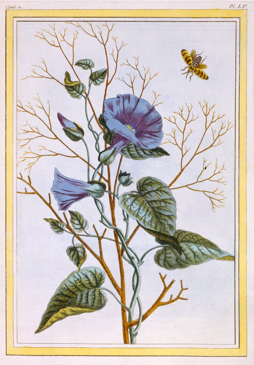 Le Grand Liseron Violet (Convovlus), c.1776 (handfärgad gravyr) av Pierre Joseph Buchoz