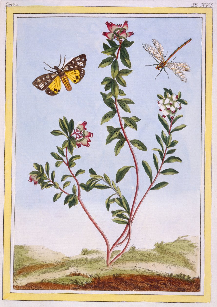Le Petit arbousier des Alpes (bergsljung), ca 1776 (handkolorerad gravyr) av Pierre Joseph Buchoz