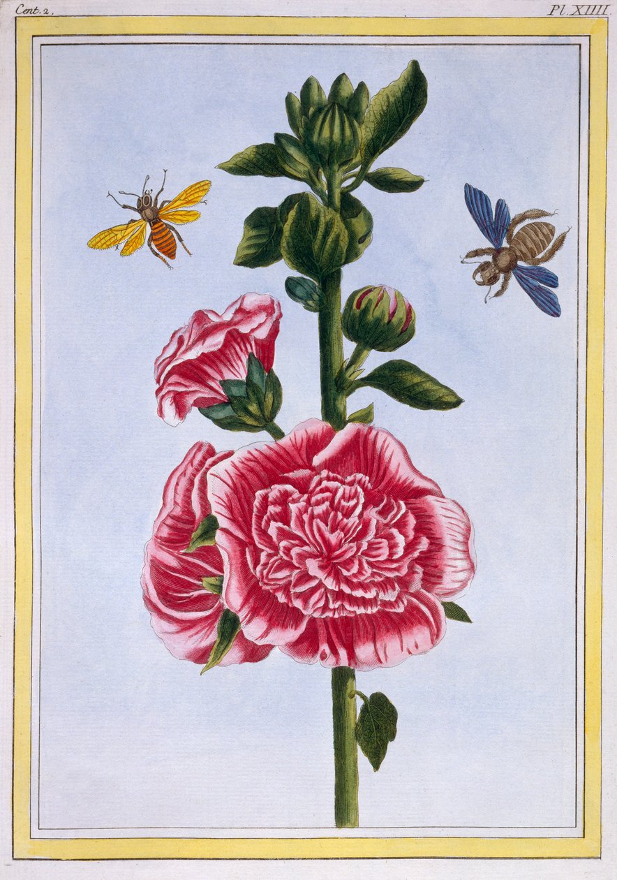 Passerose (Hollyhock), ca 1776 (handfärgad gravyr) av Pierre Joseph Buchoz