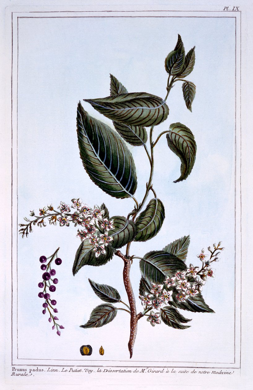 Prunus padus eller fågelkörsbär, illustration från "Collection Precieuse et Enluminee Des Floura", av Pierre Joseph Buchoz, publicerad 1776. av Pierre Joseph Buchoz