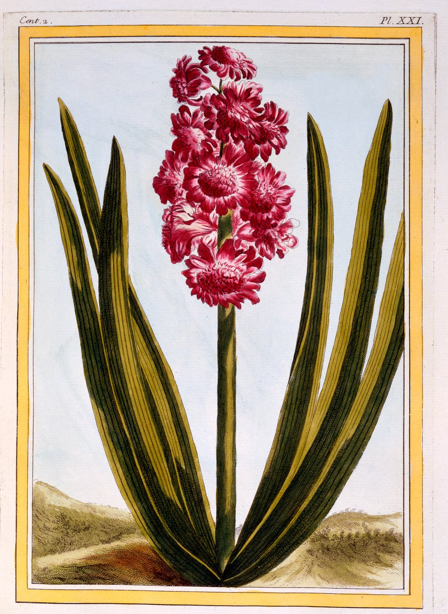 Royal Crimson, c.1766 (handfärgad gravyr) av Pierre Joseph Buchoz