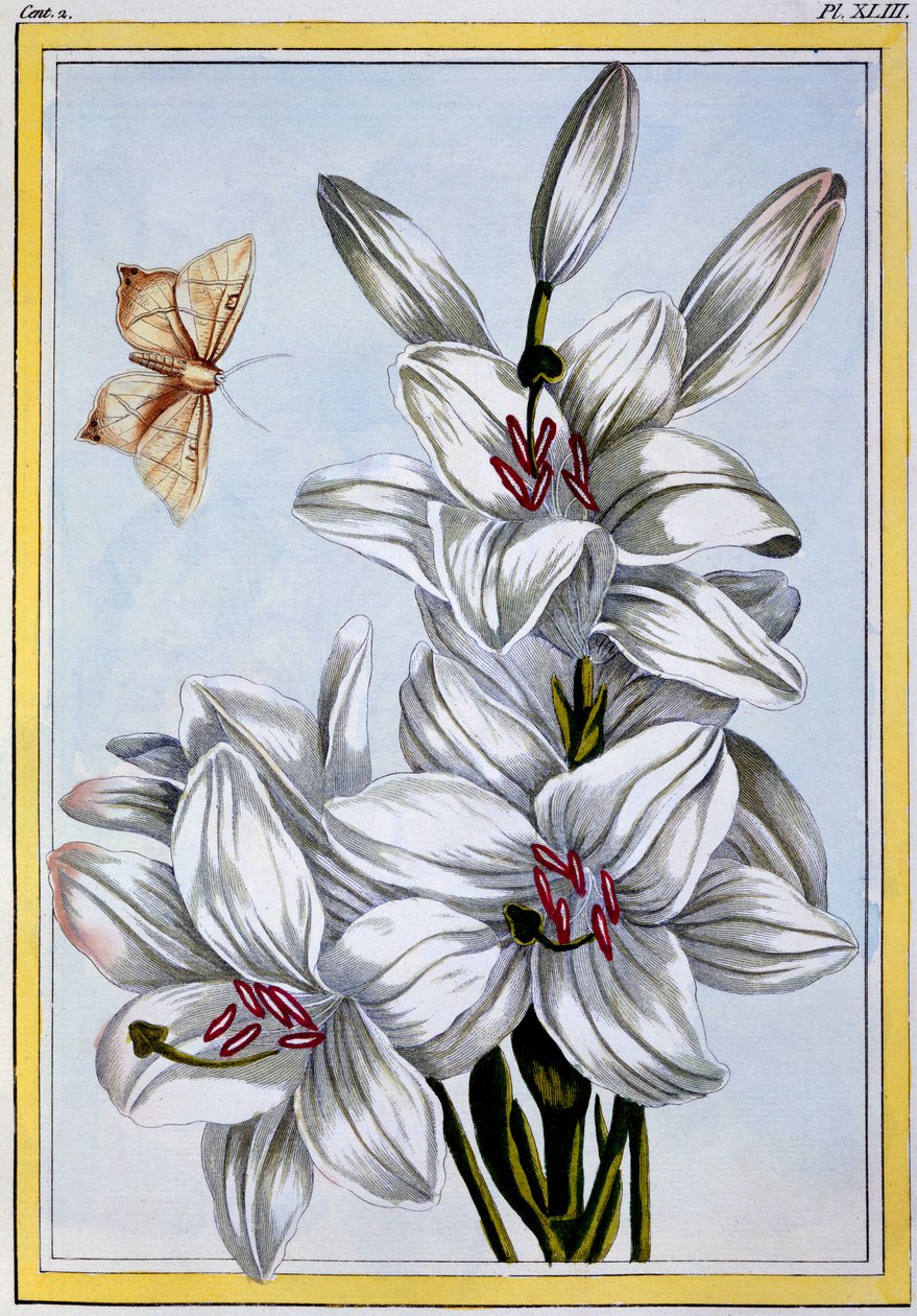 Den stora vita liljan, ca 1766 (handkolorerad gravyr) av Pierre Joseph Buchoz