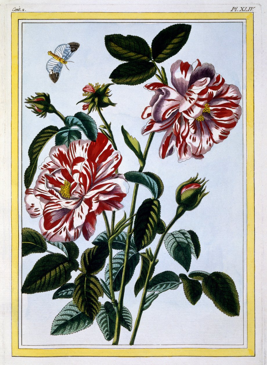 Den brokiga rosen i England; förmodligen i själva verket Rosa Gallica, c.1766 (handkolorerad gravyr) av Pierre Joseph Buchoz