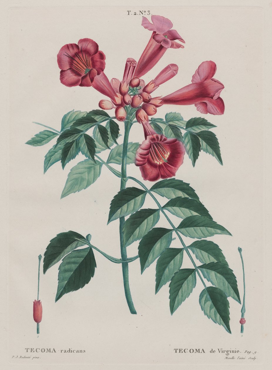 (Campsis radicans Trumpet climber). (T. 2, no. ...  av Pierre Joseph Redouté